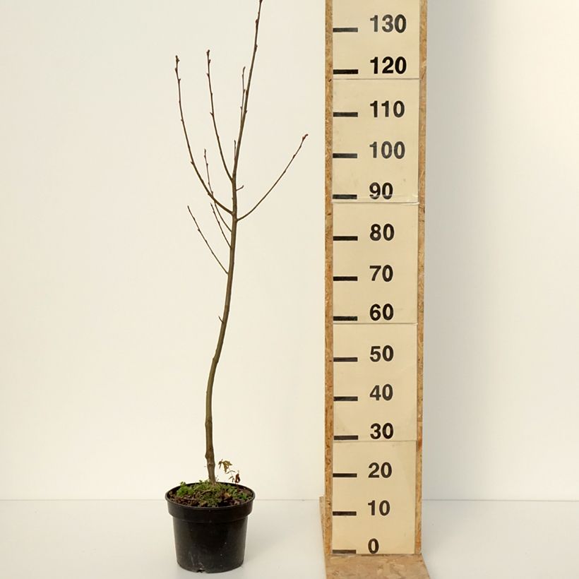 Spécimen de x Amelasorbus jackii - Amélasorbier de Jack - Pot de 4L/5L tel que livré en hiver