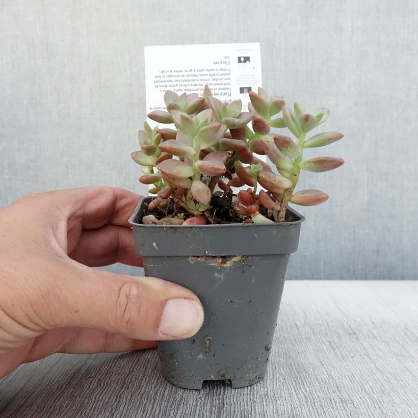 Spécimen de x Graptosedum Bronze - Plante grasse Godet de 8/9 cm tel que livré en automne