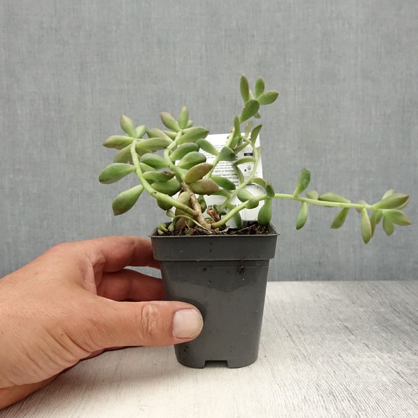 Spécimen de x Graptosedum Bronze - Plante grasse Godet de 8/9 cm tel que livré en été