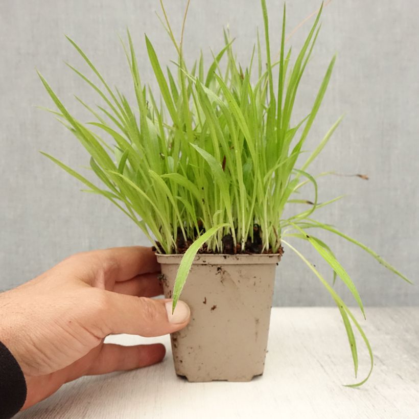 Spécimen de Rhodoxis Ria - Rhodohypoxis Godet de 8/9 cm tel que livré en été