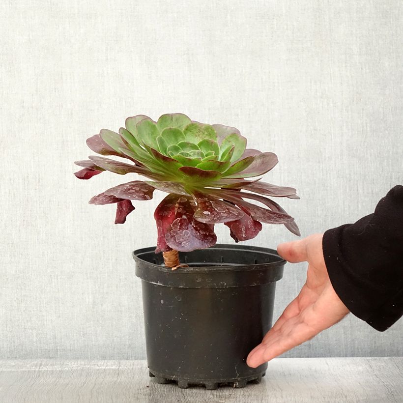Spécimen de Semponium Destiny Pot de 2L/3L tel que livré en automne