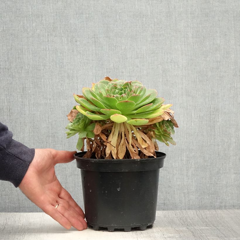 Spécimen de Semponium Diamond Pot de 2L/3L tel que livré en été