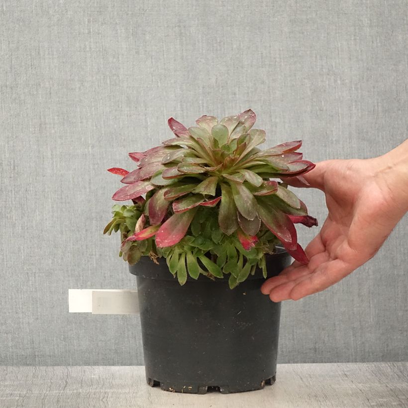 Spécimen de Semponium Sienna Pot de 2L/3L tel que livré au printemps