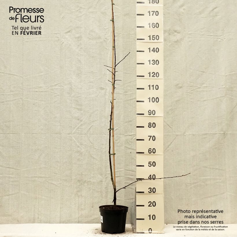 Spécimen de Sorbopyrus auricularis - Poire de Bollwiller Pot de 4L/5L tel que livré en hiver