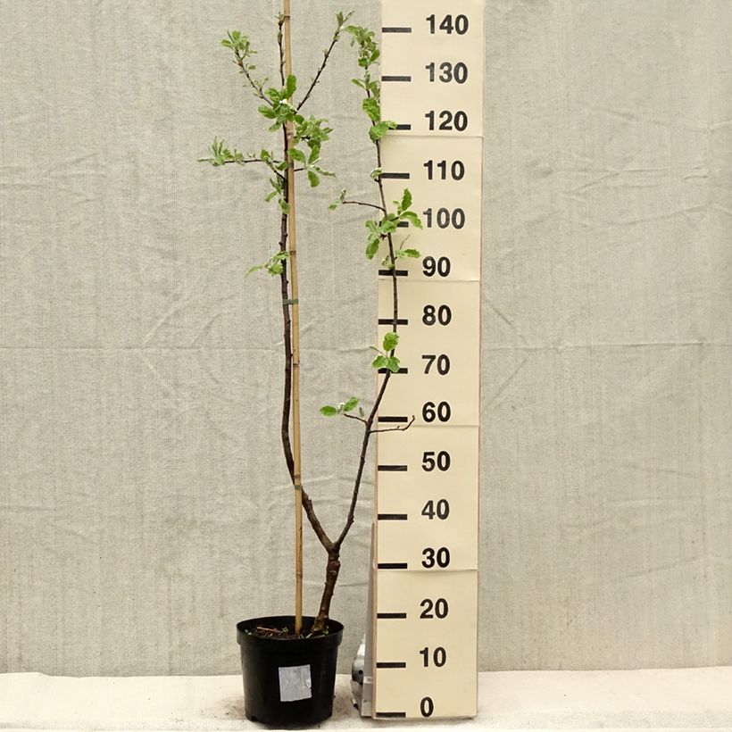 Spécimen de Sorbopyrus auricularis - Poire de Bollwiller Pot de 4L/5LHauteur livrée env. 80/100cm tel que livré au printemps