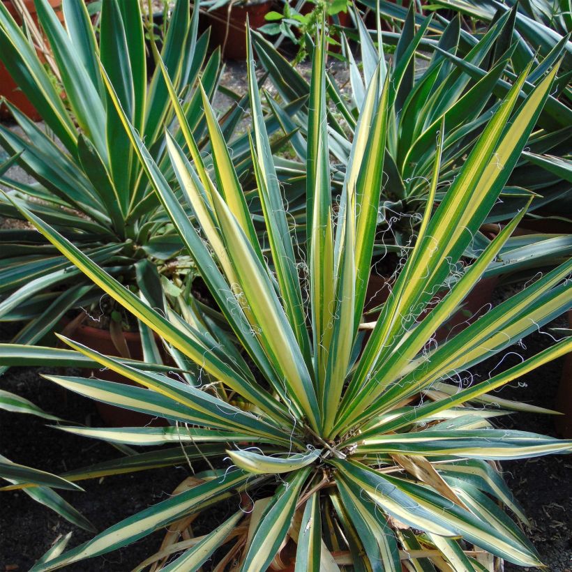 Yucca Bright Star - Yucca panaché (Feuillage)