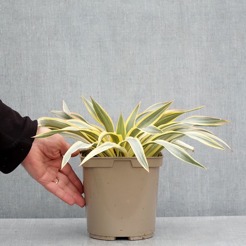 Spécimen de Yucca Bright Star - Yucca panaché Pot de 2L/3LHauteur livrée env. 15/20cm tel que livré au printemps