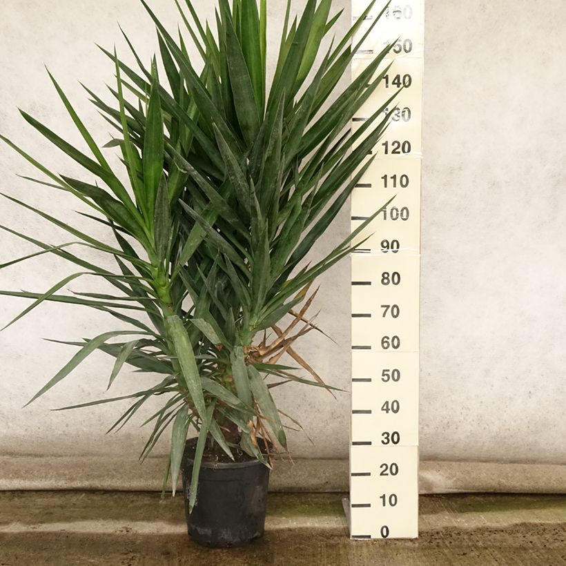 Spécimen de Yucca elephantipes - Yucca pied d'éléphant en pot de 12L/15L tel que livré en été