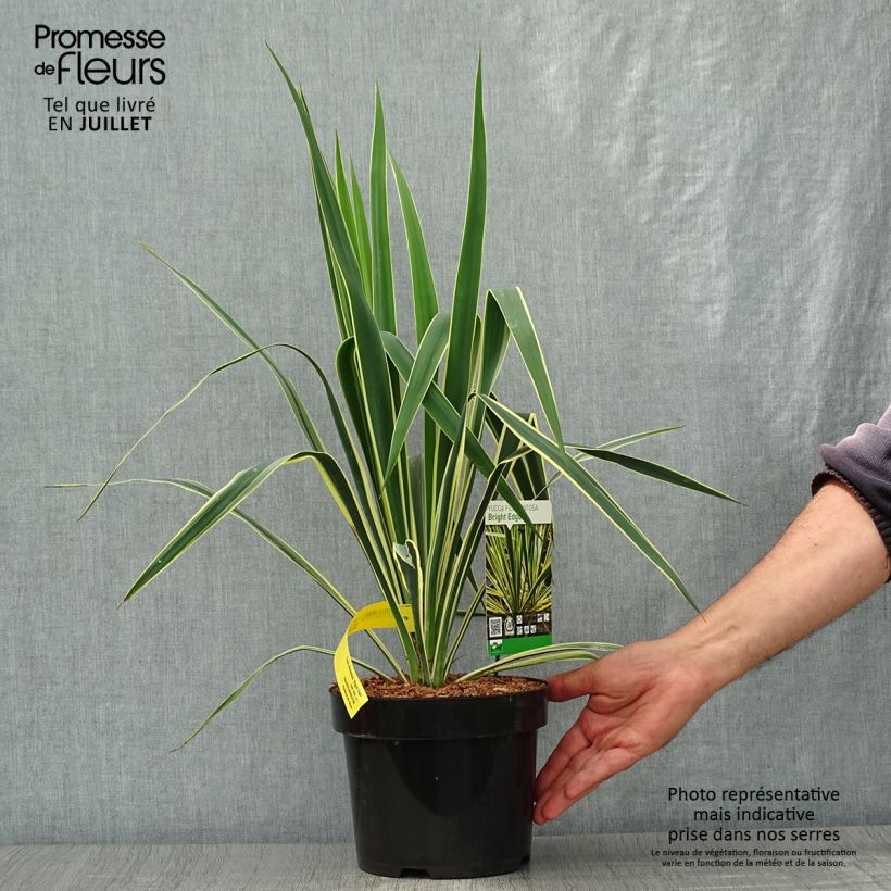 Spécimen de Yucca filamentosa Bright Edge - Yucca filamenteux Pot de 2L/3L tel que livré en été