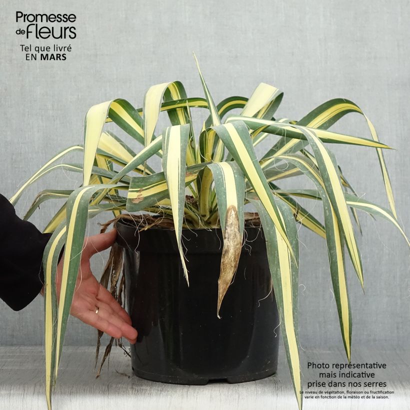 Spécimen de Yucca filamentosa Colour Guard - Yucca filamenteux panaché en pot de 4L/5L tel que livré au printemps