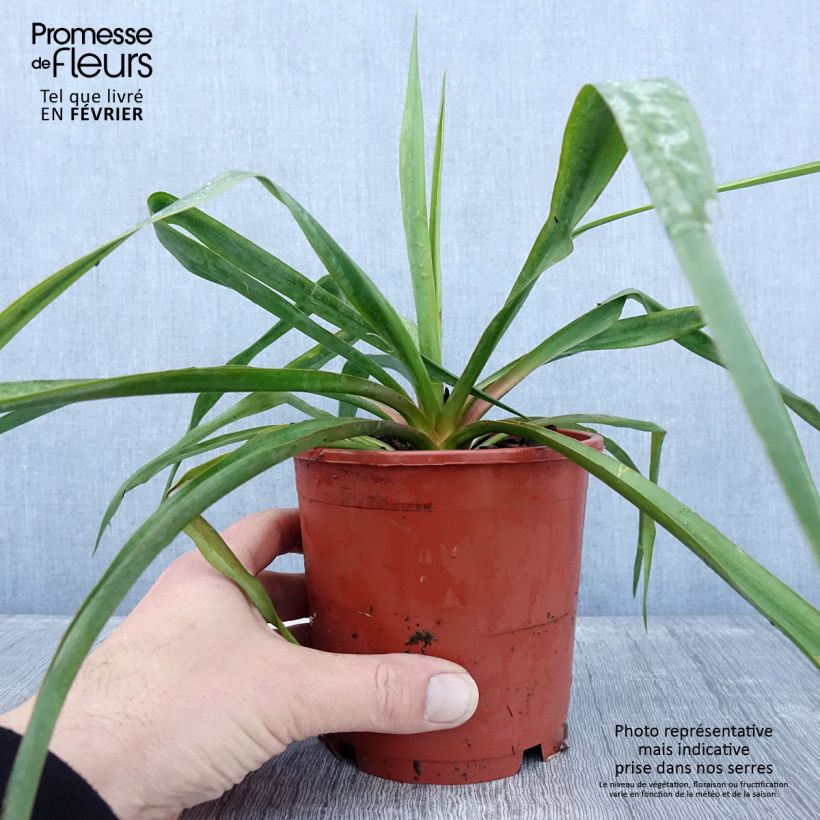 Spécimen de Yucca filamentosa Pot de 1L/1,5L tel que livré en hiver