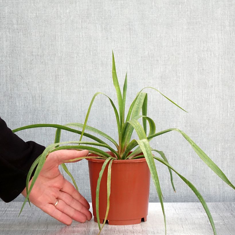Spécimen de Yucca filamentosa - Pot de 1L/1,5L tel que livré au printemps