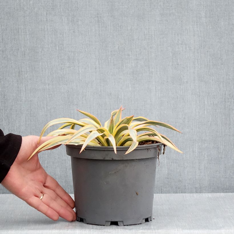 Spécimen de Yucca gloriosa Citrus twist® - Dague espagnole Pot de 3L tel que livré au printemps