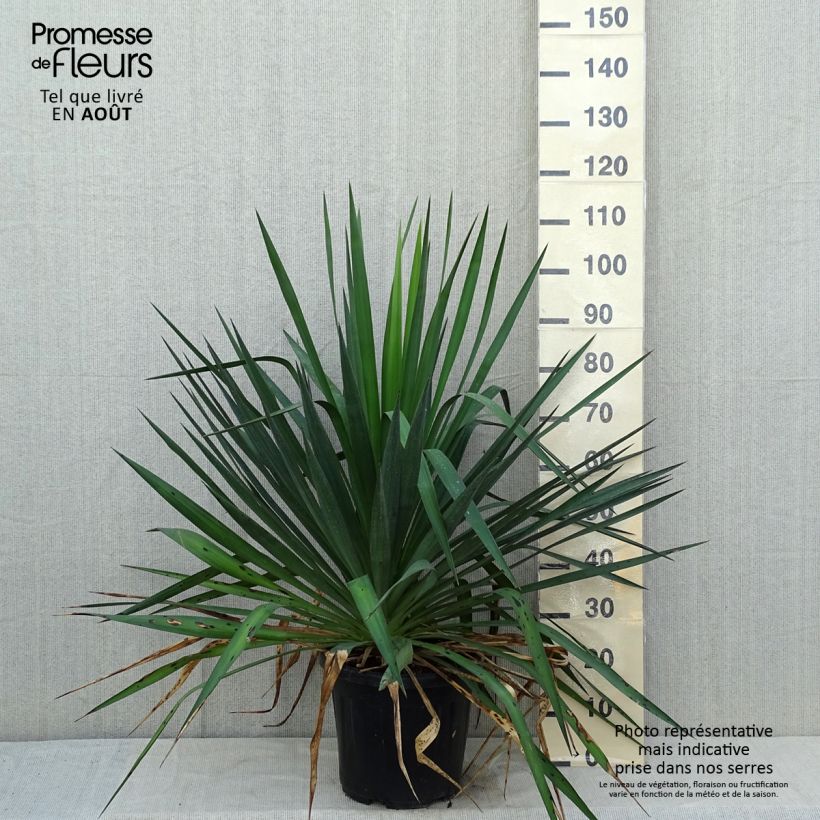 Spécimen de Yucca gloriosa - Dague espagnole Pot de 7,5L/10L tel que livré en été