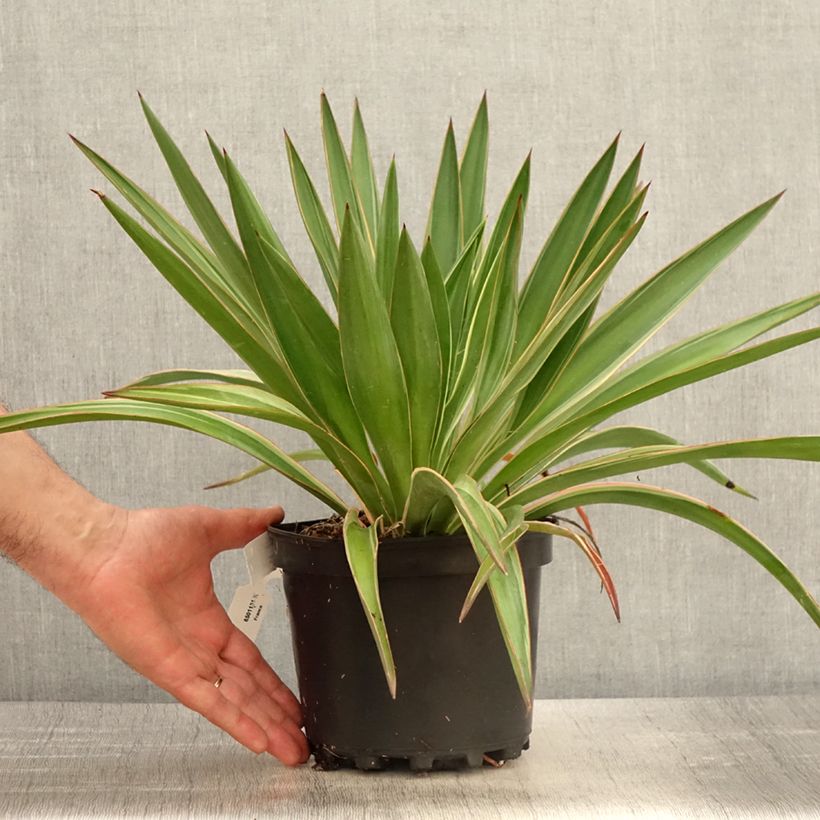 Spécimen de Yucca gloriosa Variegata - Dague espagnole pot de 2L/3L tel que livré au printemps