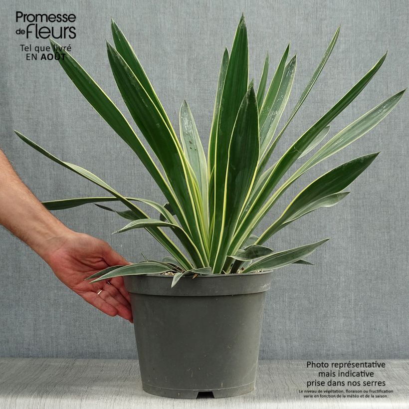 Spécimen de Yucca gloriosa Variegata - Dague espagnole Pot de 4L/5L tel que livré en été