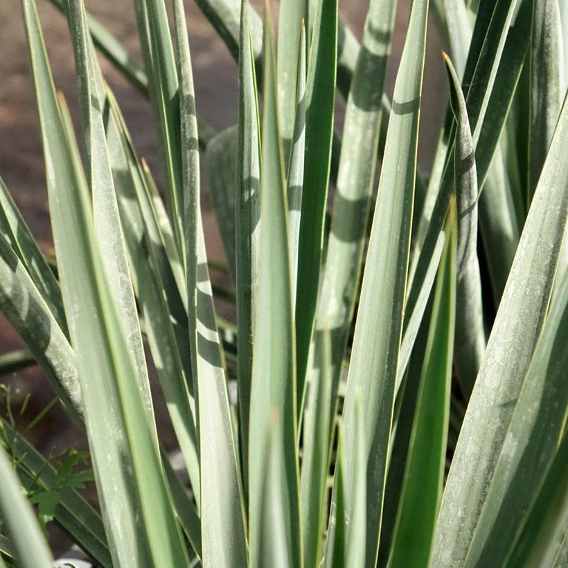 Yucca rigida Blue Sentry - Yucca sentinelle bleue (Feuillage)