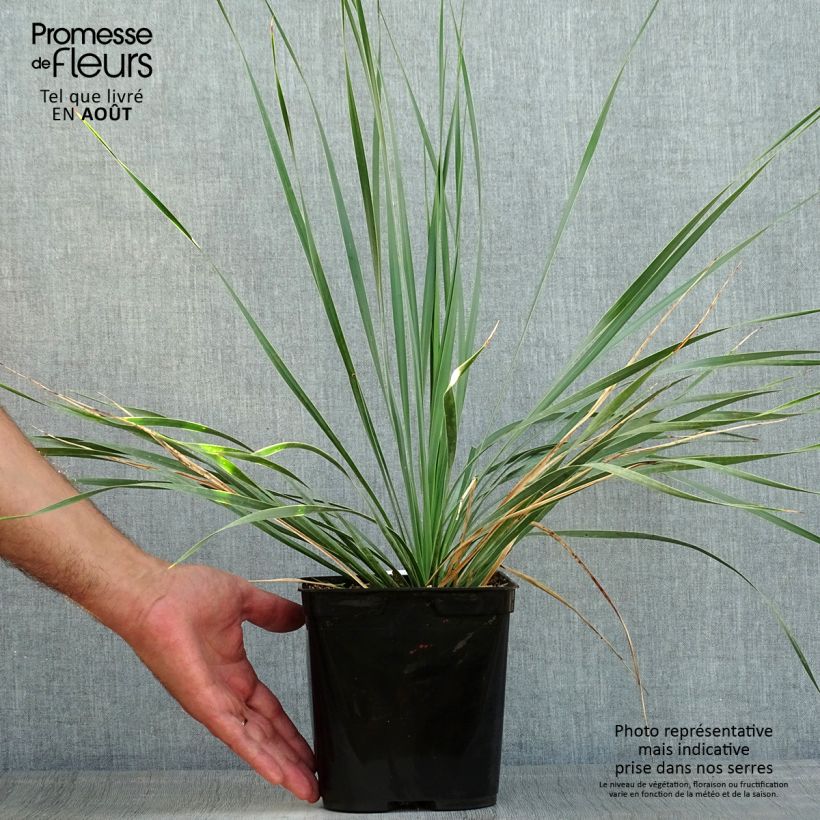 Spécimen de Yucca rostrata Sapphire Skies Pot de 3L/4L tel que livré en été