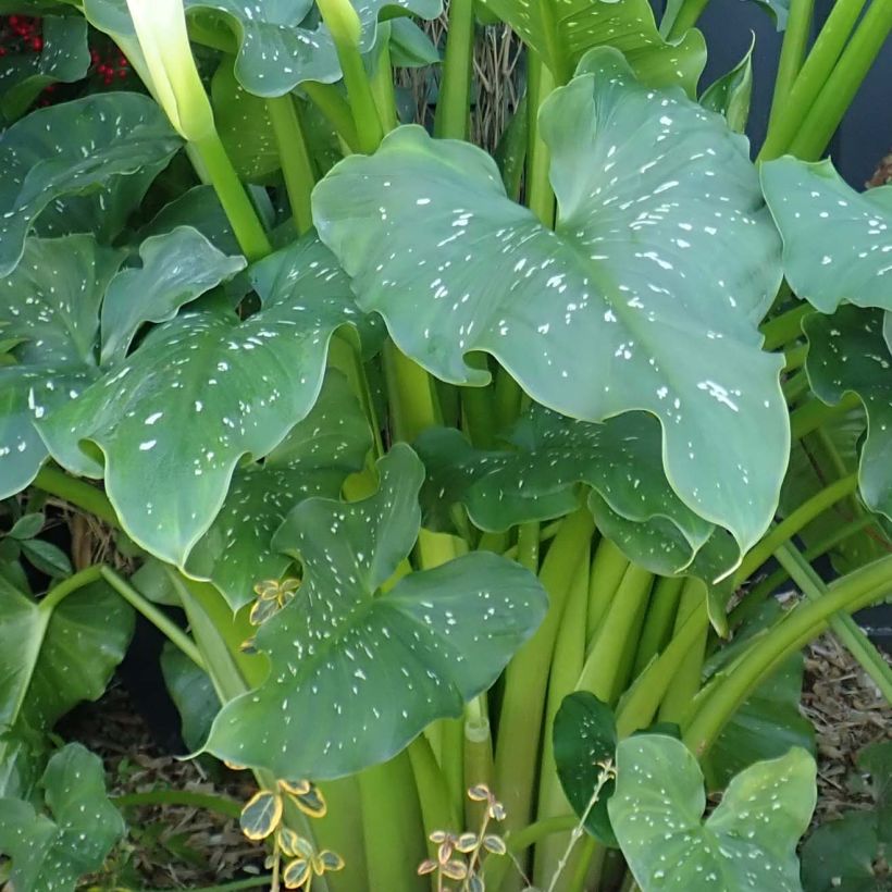 Zantedeschia aethiopica Himalaya - Arum d'Ethiopie géant (Feuillage)