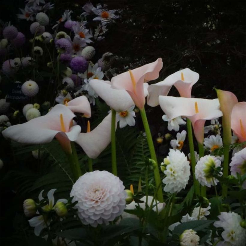 Fleurs de Calla lumineuses