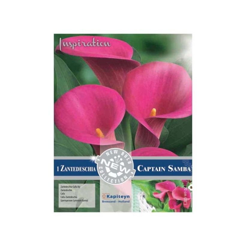 Arum ou Calla à fleurs rose soutenu - Zantedeschia Captain Samba (Floraison)
