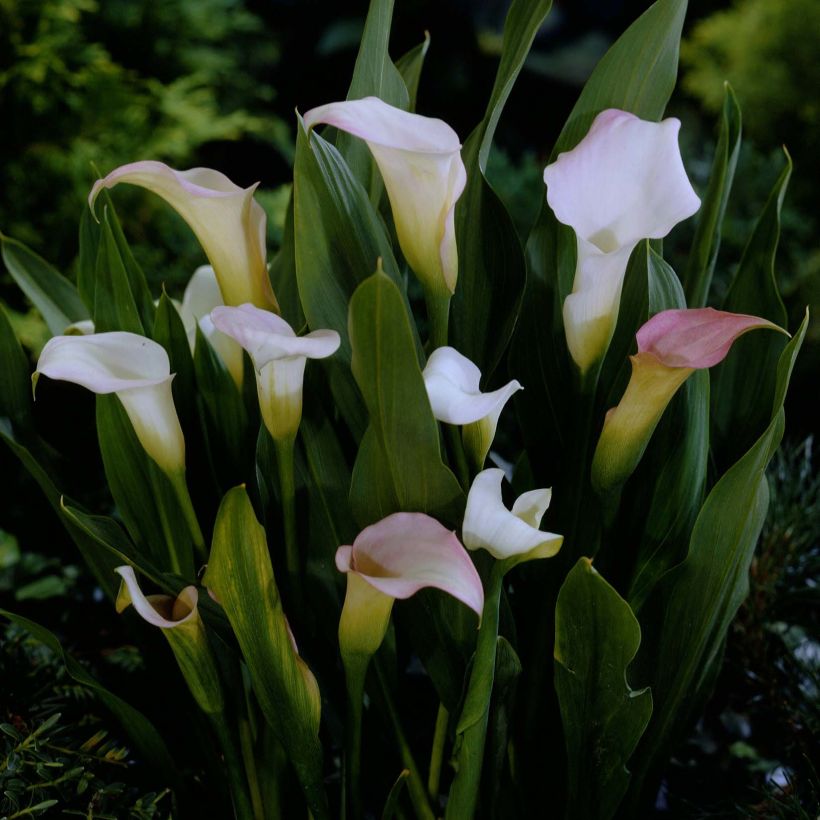 Arum ou Calla blanc rosé - Zantedeschia Crystal Blush (Floraison)