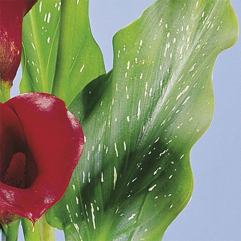 Arum ou Calla rouge framboise - Zantedeschia Red Alert (Feuillage)