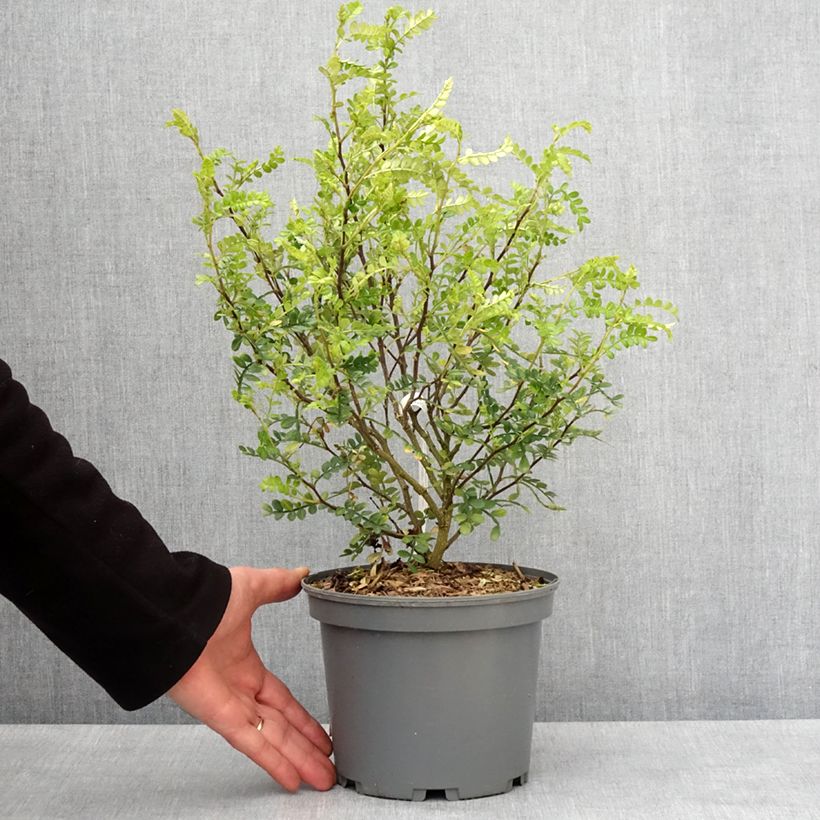 Spécimen de Zanthoxylum beecheyanum - Poivrier de Chine nain Pot de 3L/4LHauteur livrée env. 30/40cm tel que livré en hiver