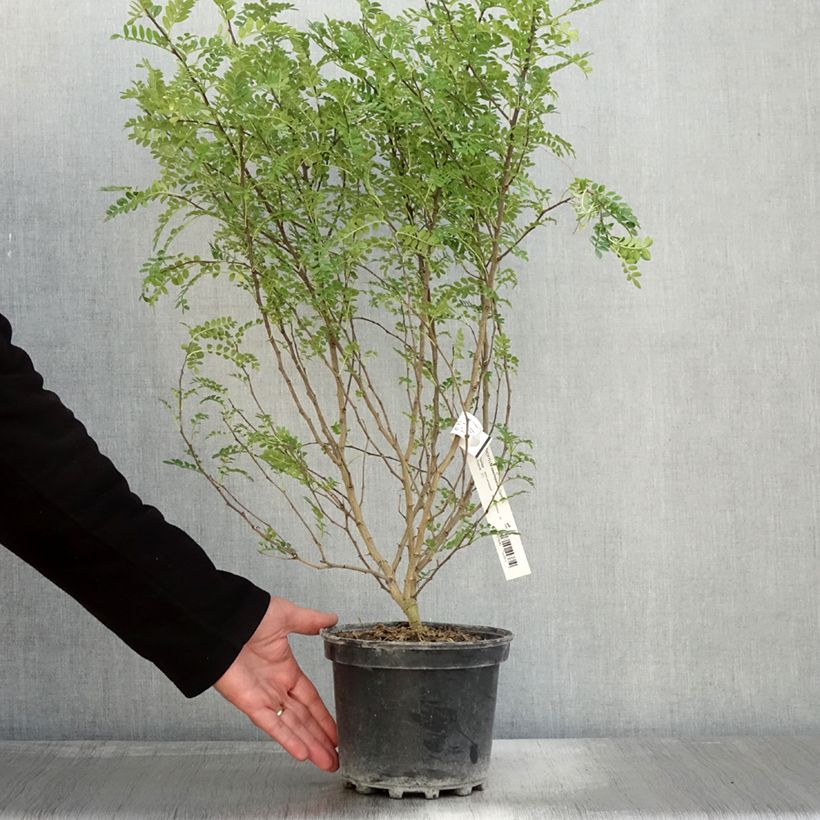 Spécimen de Zanthoxylum beecheyanum - Poivrier de Chine nain Pot de 3L/4L tel que livré en automne