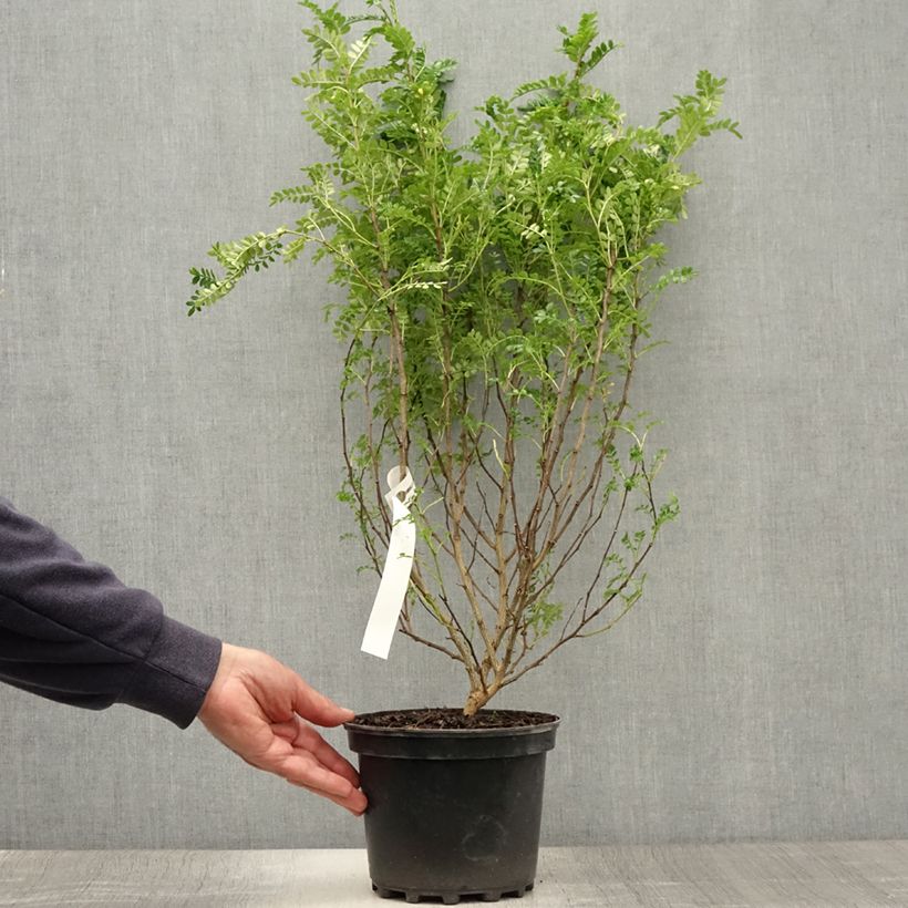 Spécimen de Zanthoxylum beecheyanum - Poivrier de Chine nain Pot de 3L/4L tel que livré en été