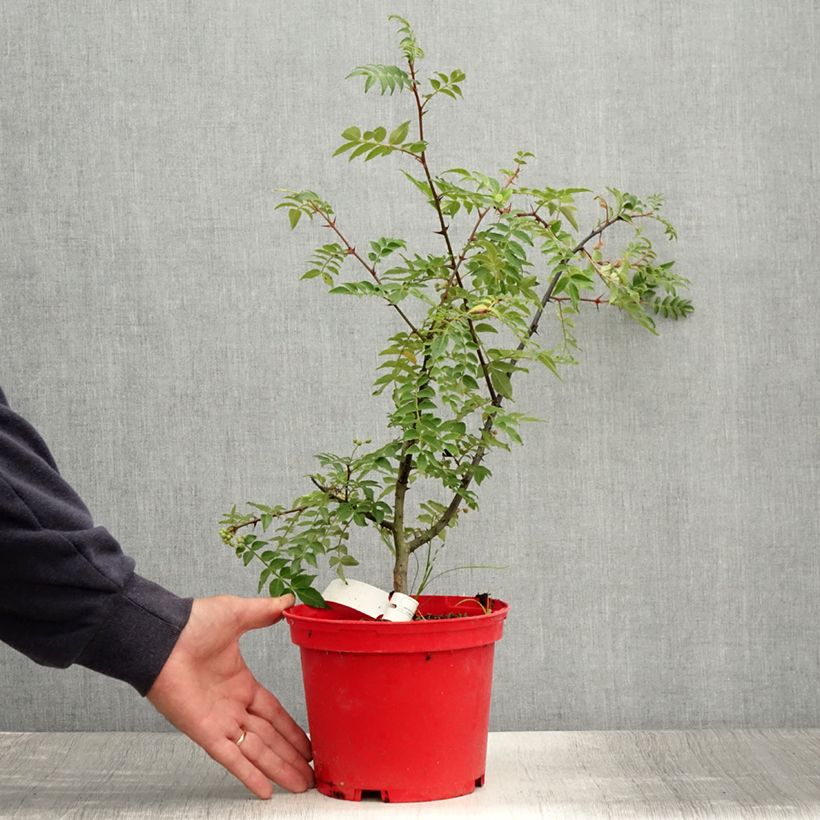 Spécimen de Zanthoxylum piperitum Black Magic - Poivrier de Chine Pot de 3L tel que livré en été