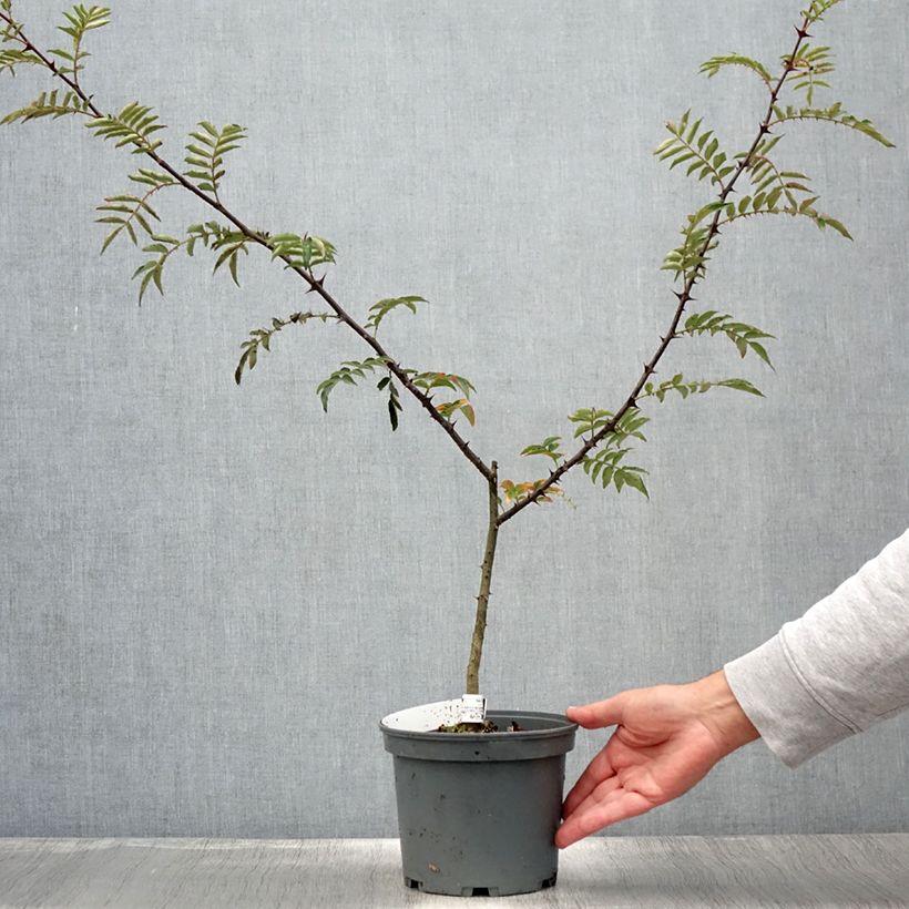 Spécimen de Zanthoxylum schinifolium - Poivrier de Sansho Pot de 3L/4L tel que livré en été