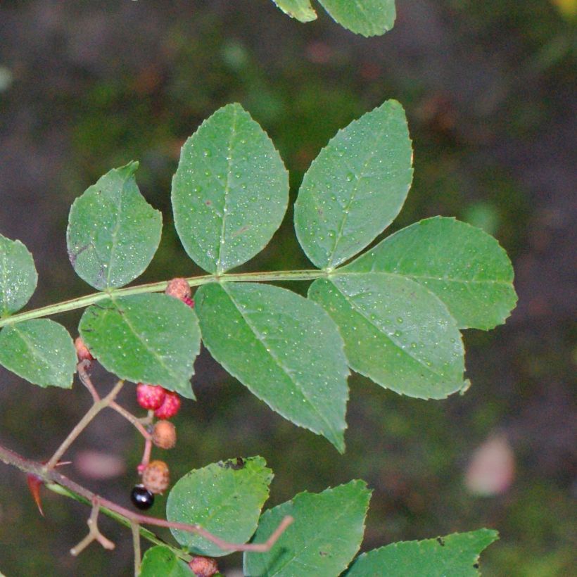 Zanthoxylum simulans - Poivrier du Sichuan (Feuillage)