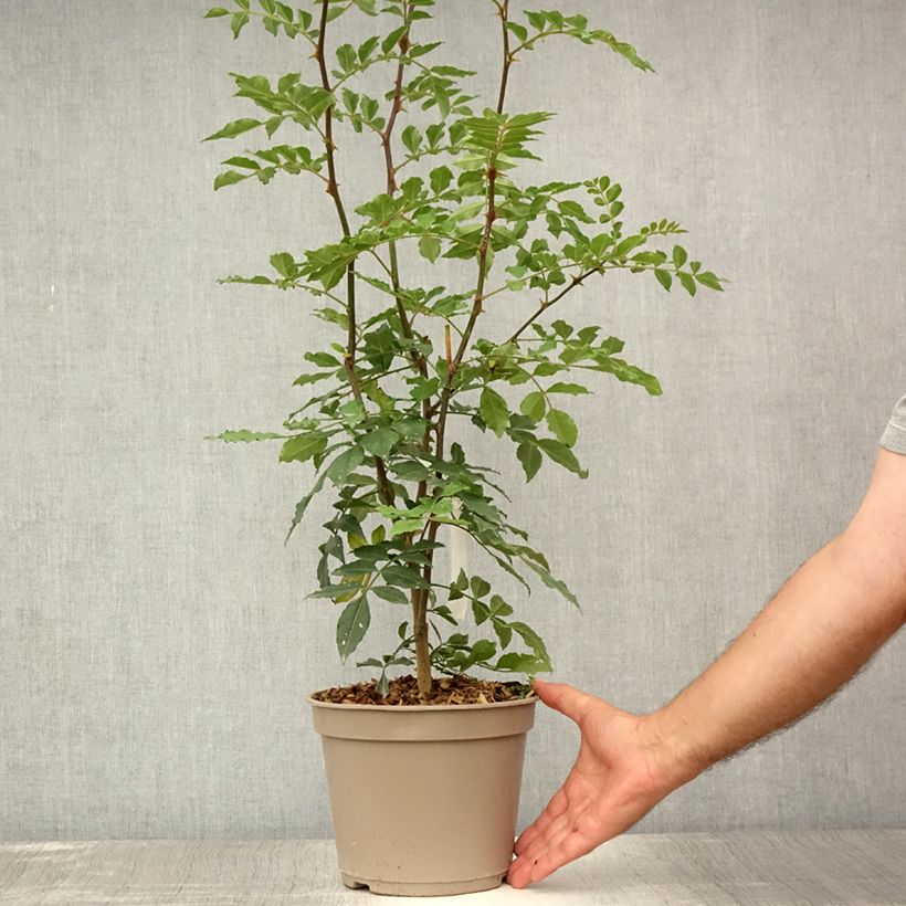 Spécimen de Zanthoxylum simulans - Poivrier du Sichuan Pot de 2L/3L tel que livré en été