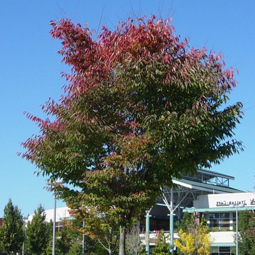 Zelkova serrata Green Vase - Orme de Sibérie (Port)