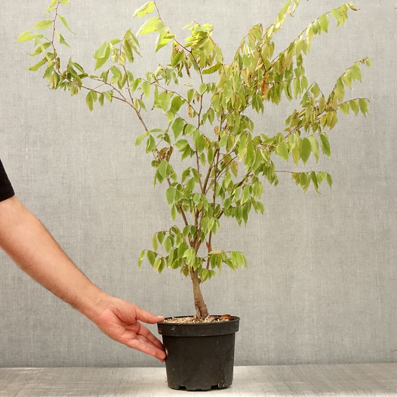 Spécimen de Zelkova serrata - Orme de Sibérie Pot de 3L/4L tel que livré en été