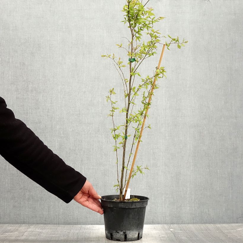 Spécimen de Zelkova serrata - Orme de Sibérie Pot de 3L/4LHauteur livrée env. 60/80cm tel que livré au printemps