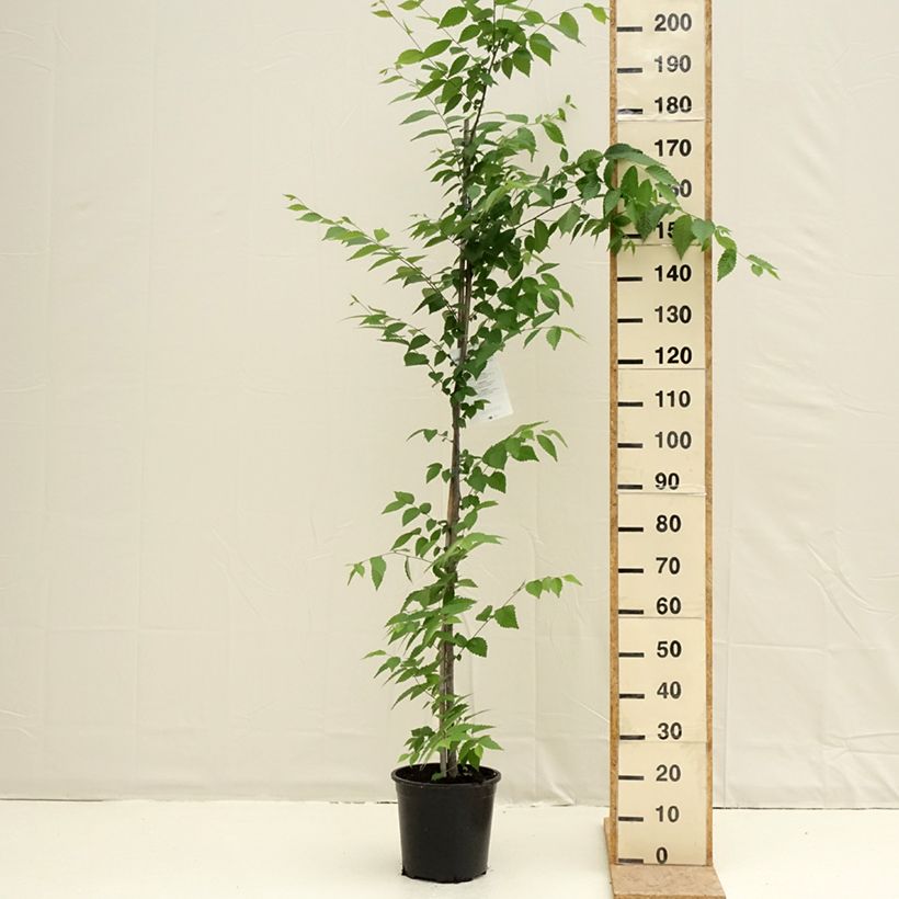 Spécimen de Zelkova serrata - Orme de Sibérie Pot de 7,5L/10L tel que livré au printemps