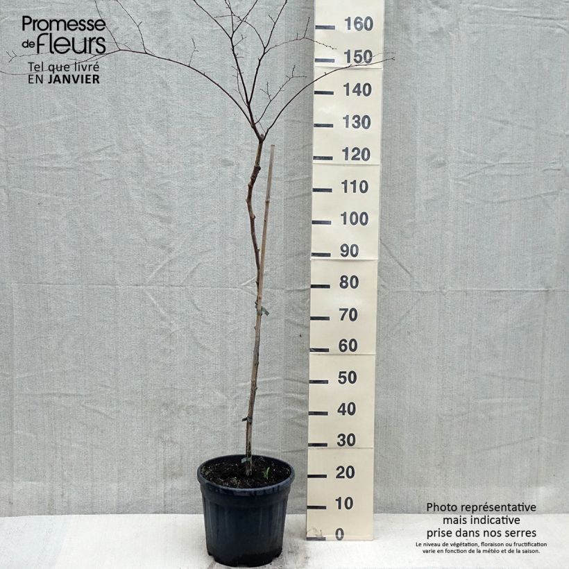 Spécimen de Zelkova serrata Variegata - Zelkova du Japon panaché Pot de 7,5L/10L tel que livré en hiver