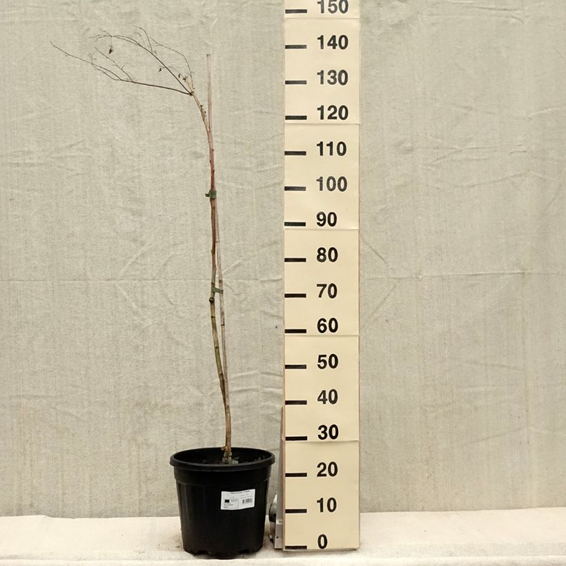 Spécimen de Zelkova serrata Variegata - Zelkova du Japon panaché - Pot de 7,5L/10L tel que livré au printemps
