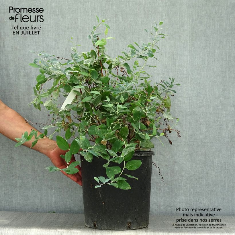 Spécimen de Zenobia pulverulenta Blue Sky - Muguet en arbre Pot de 12L/15L tel que livré en été