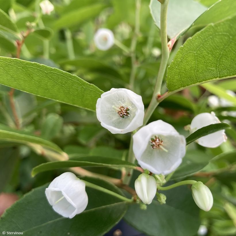 Zenobia pulverulenta Raspberry Ripple - Muguet en arbre (Floraison)