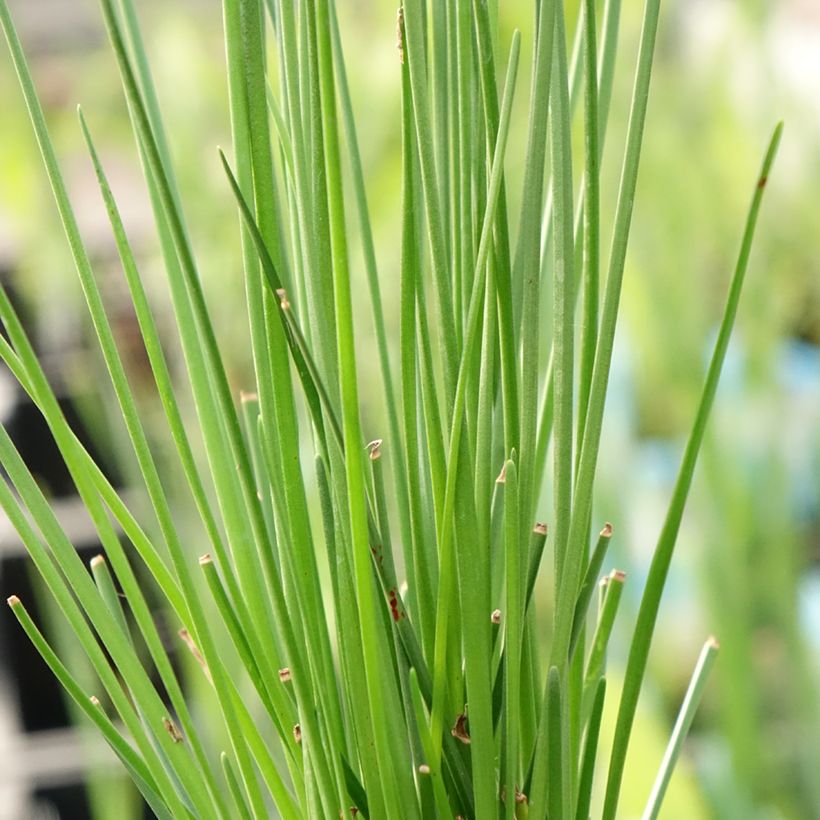 Zephyranthes candida - Lis zéphyr (Feuillage)
