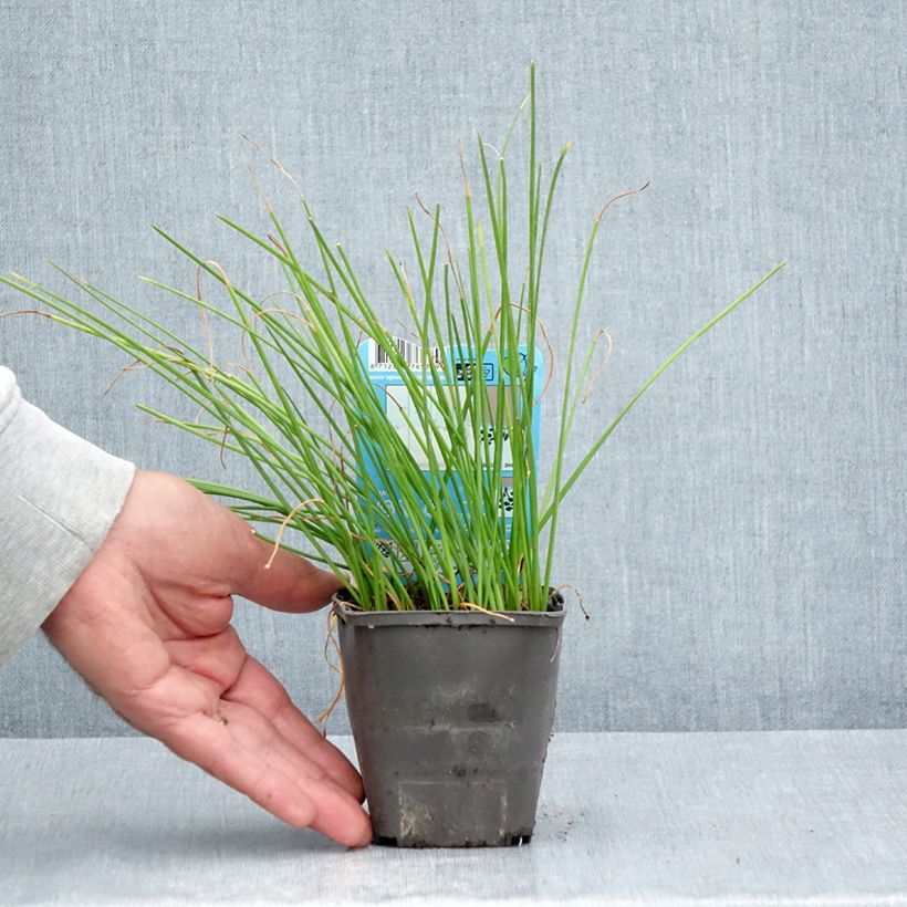 Spécimen de Zephyranthes candida - Lis zéphyr Godet de 8/9 cm calibre I tel que livré en été