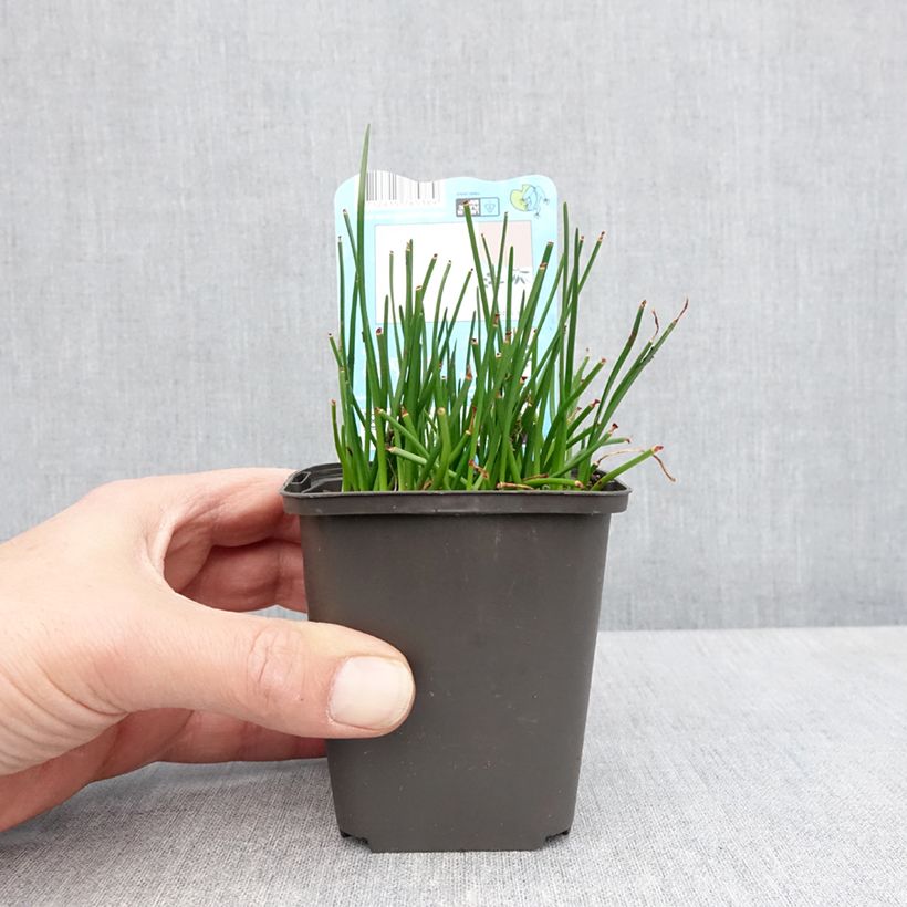 Spécimen de Zephyranthes candida - Lis zéphyr - Godet de 8/9cm tel que livré au printemps