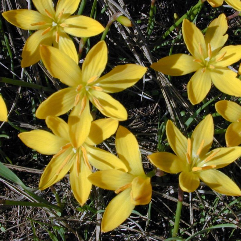 Zephyranthes citrina - Lis zéphir (Floraison)