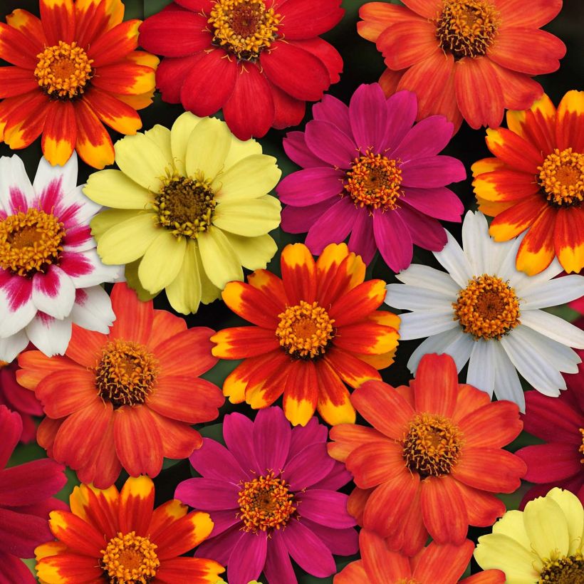 Zinnia Zahara en mélange - Zinnia hybride (Floraison)