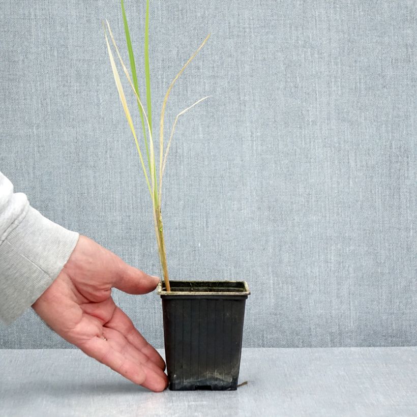 Spécimen de Zizania latifolia - Riz sauvage de Mandchourie Godet de 8/9 cm tel que livré en été
