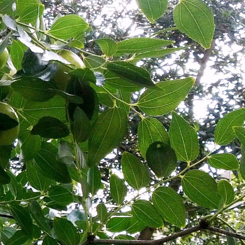 Ziziphus jujuba Li - Jujubier à gros fruits (Feuillage)