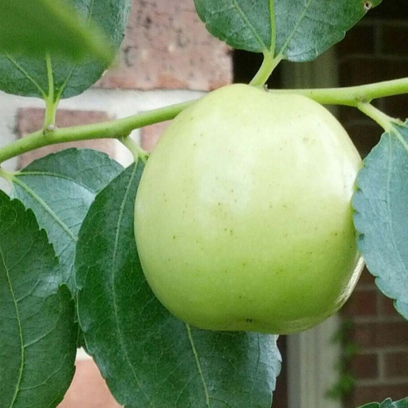 Ziziphus jujuba Li - Jujubier à gros fruits (Récolte)